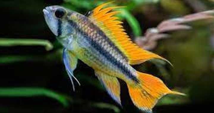 Pielęgniczka kakadu odmiana ORANGE - Apistogramma cacatuoides - dowóz