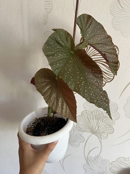 Бегонія Angel Wing (Крила ангела)