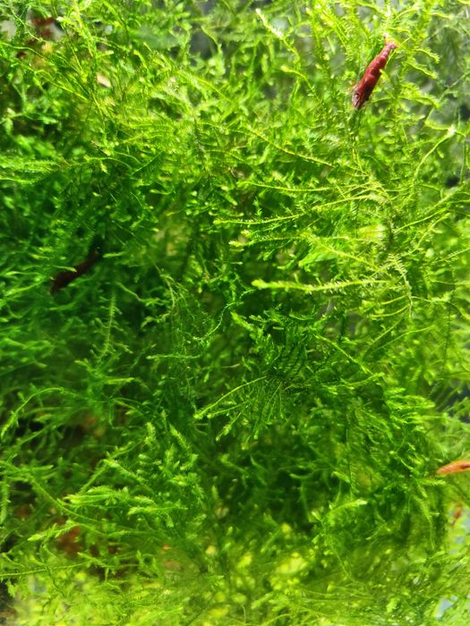 Mech Spiky Moss do akwarium