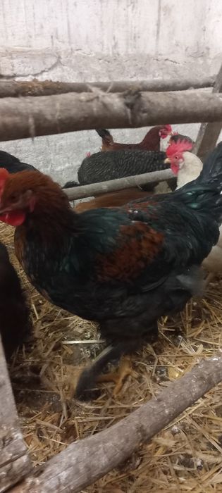 Młode koguty za 3 szt. 100 zł promocja