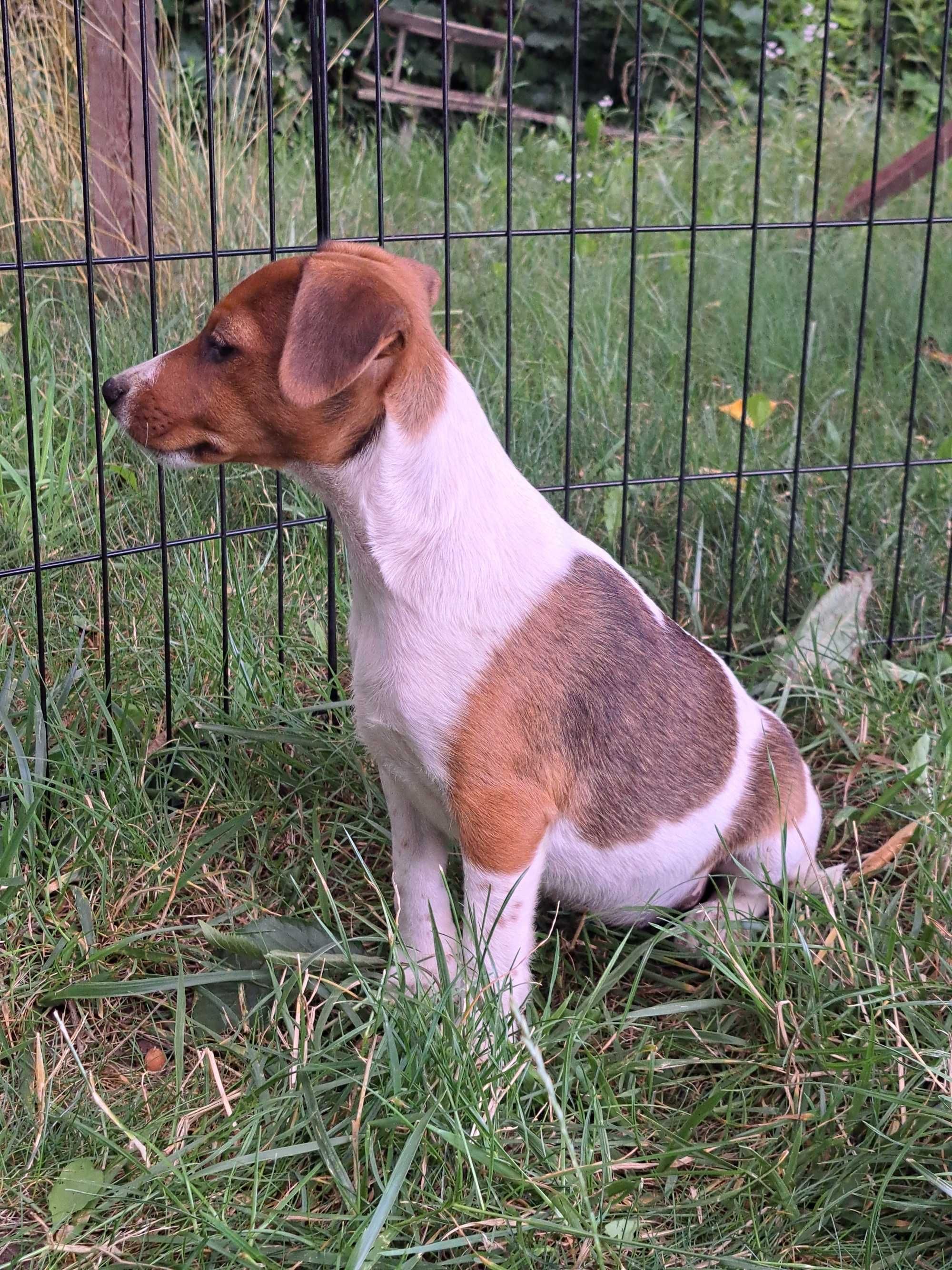 Jack Russell Terrier suczka rodowód