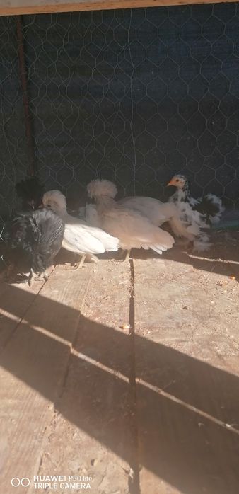 Vendo pintos de raça peduanas