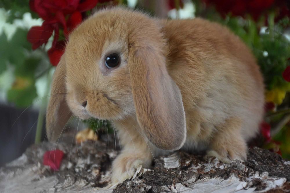 Karzełek Teddy / karzełek niderlandzki / karzełek baranek / mini lop