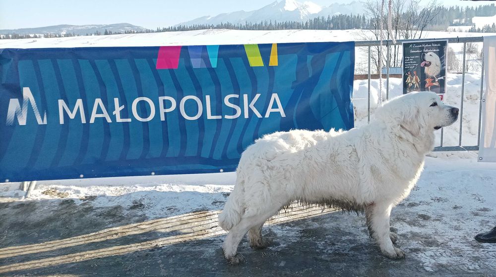 Owczarek Podhalański  ZKwP (FCI)