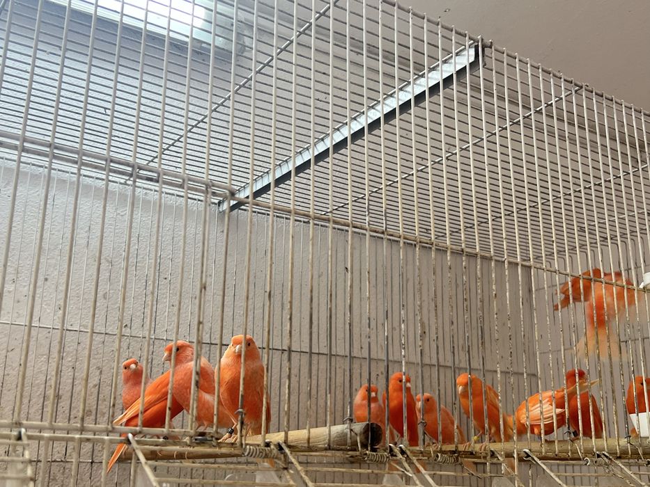 Canários Vermelhos 2025