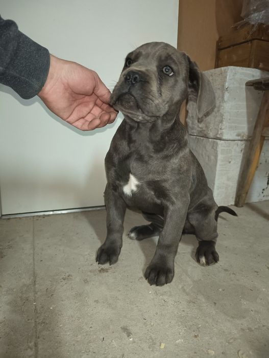 Suczka  Cane Corso