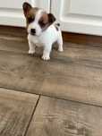 Jack Russell Terrier piesek rodowod