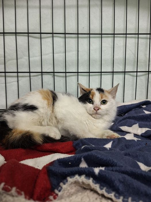 Kotka do PILNEJ adopcji