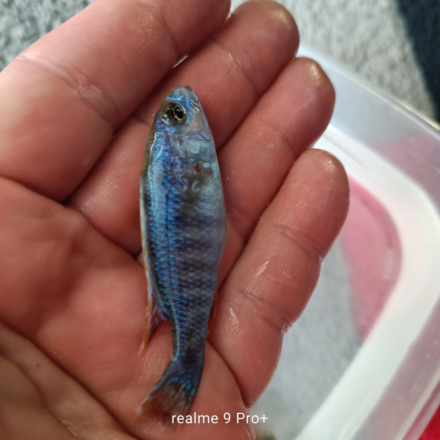 Sciaenochromis fryeri iceberg