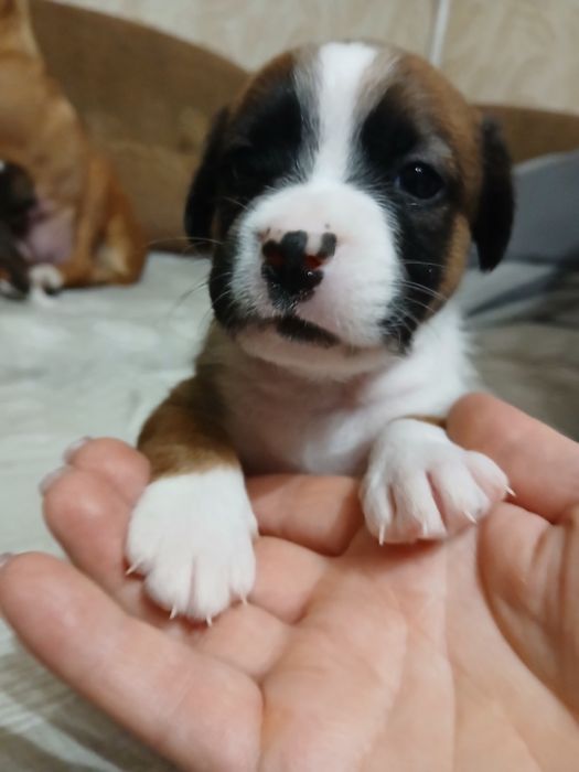 Метиси Стафа і Пітбульки