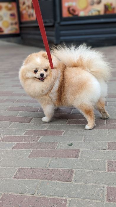 Померанский Лео Максимилиан. Вязка.