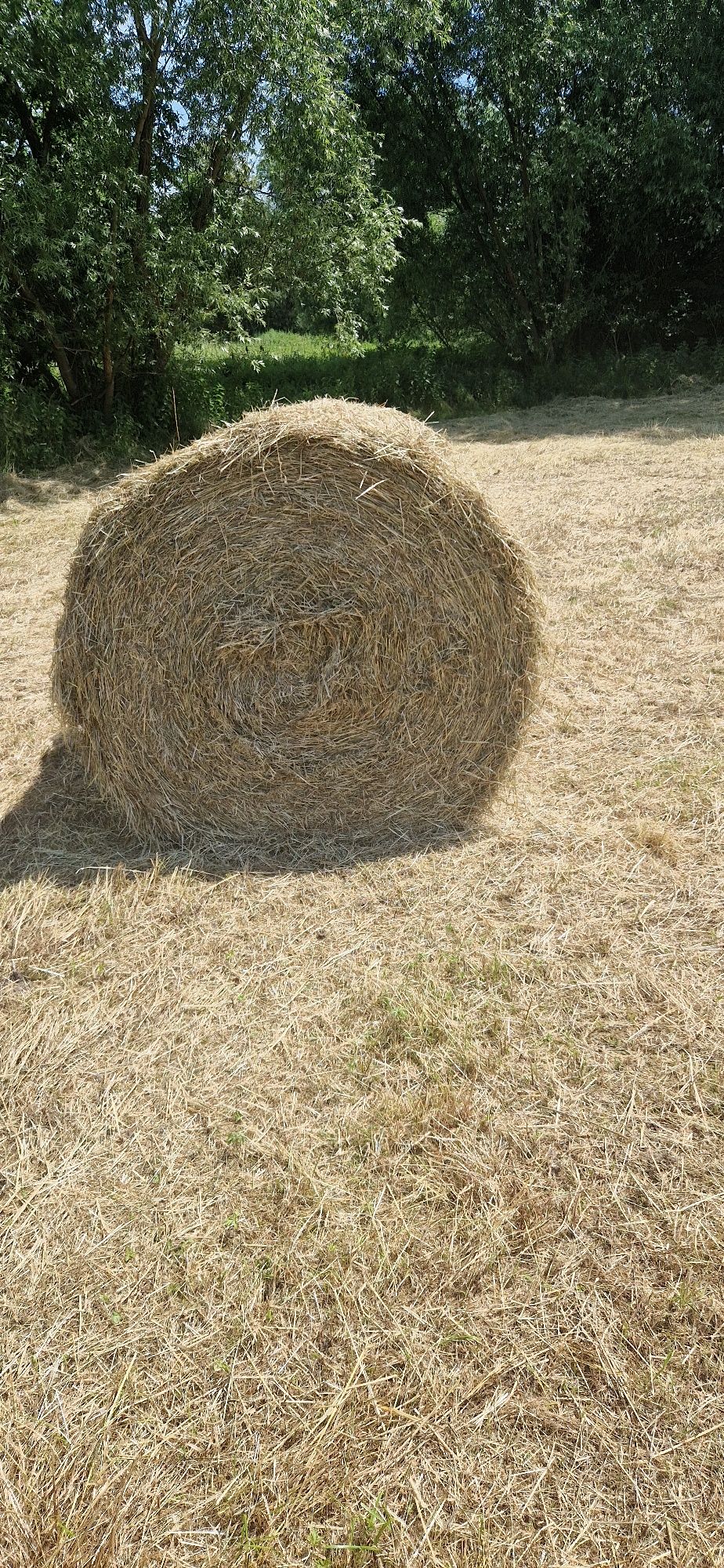 Siano bale 120x120 zbiór 2025