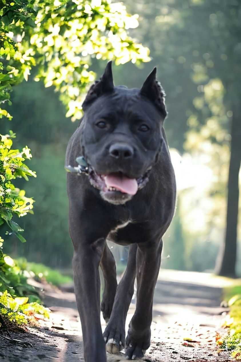 Astra w typie cane corso do adopcji.