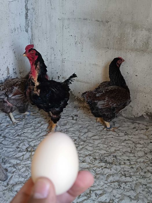 TOP 10 CORNISH azuis e pardos