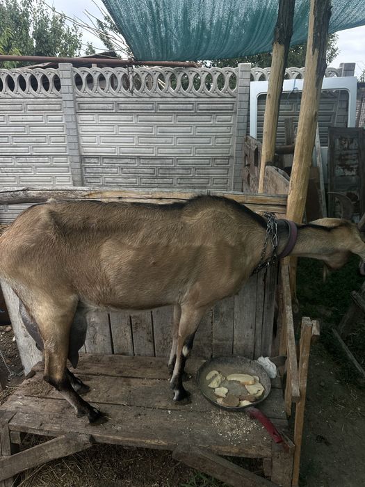 Продам кози альпійськоі породи