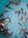 Carpas koi 12/15cm
