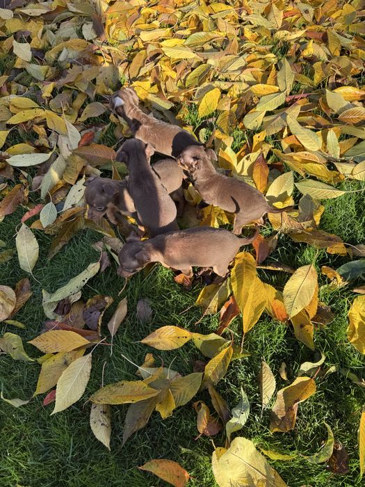 Продам міні Тойчики