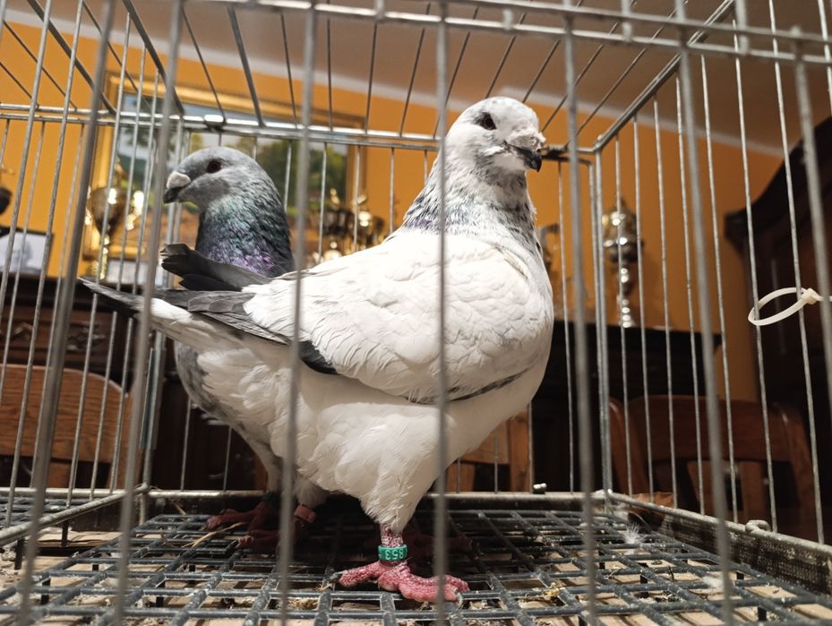 Giant Homery, wysyłam, gołębie ozdobne