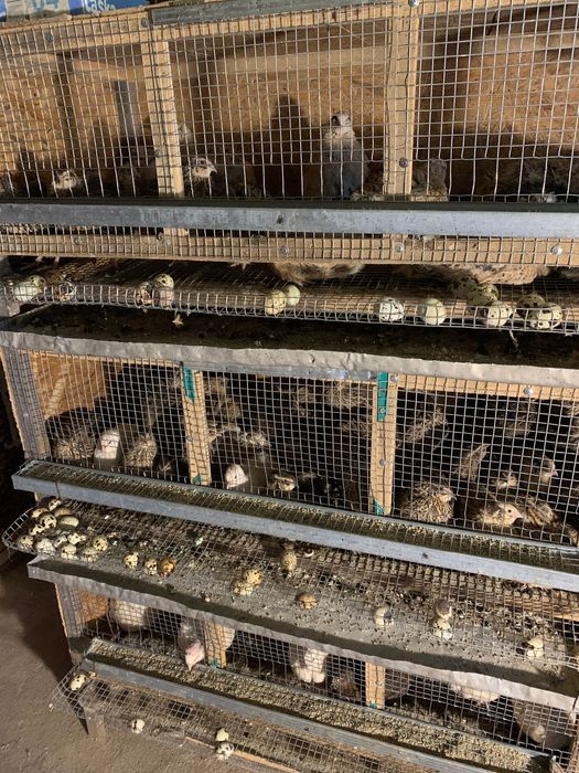 Продам перепілки