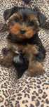 York yorkshire terrier szczeniak piesek