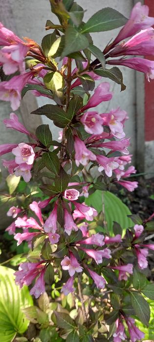 Кампсис  вейгела лапчатка жимолость бересклет гібіскус