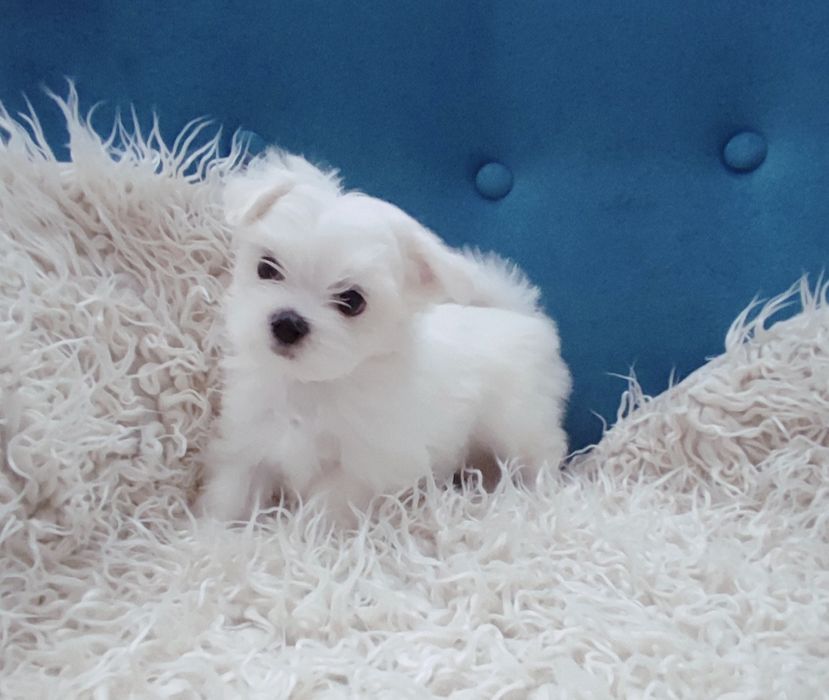 Piesek xxs maltańczyk * rodowód*czip