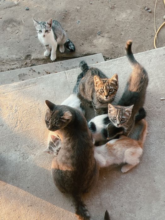 Кошенята