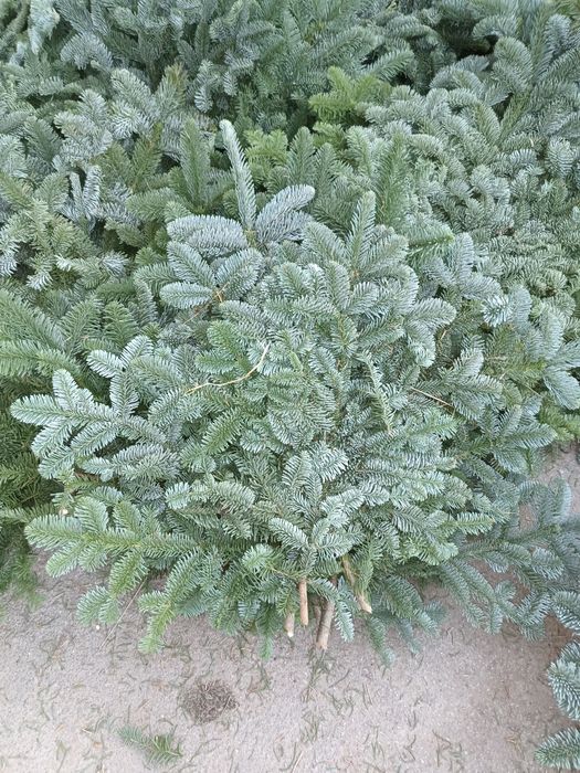 Gałęzie nobilisu świerka bunt