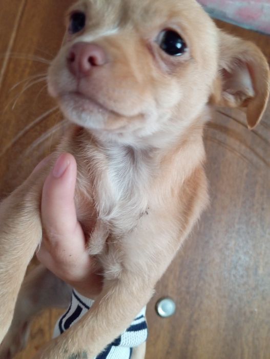 Стандарт чіхухахуа