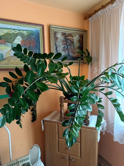 Kwiat donniczkowy.Zamiokulkas.