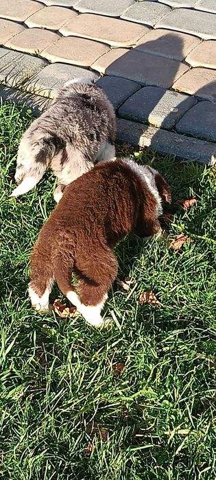 Border Collie  suczka brązowa