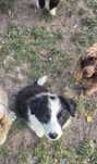 Border collie piesek gotowy do odbioru