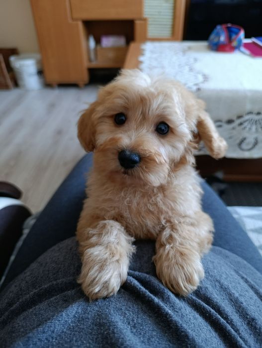 Maltipoo f1b chłopiec ostatni  ( maltańczyk pudel)