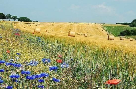 Mierzynek- Działka rolna super lokalizacja inwestycja deweloperska