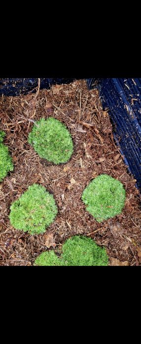 Mech hodowlany nie stabilizowany 3kg