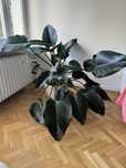 Philodendron filodendron