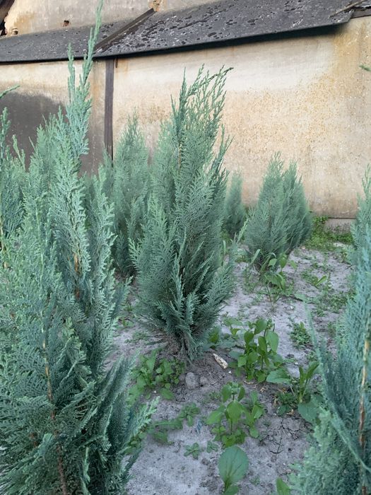 Туя тис кипарисовик смарагд плющ