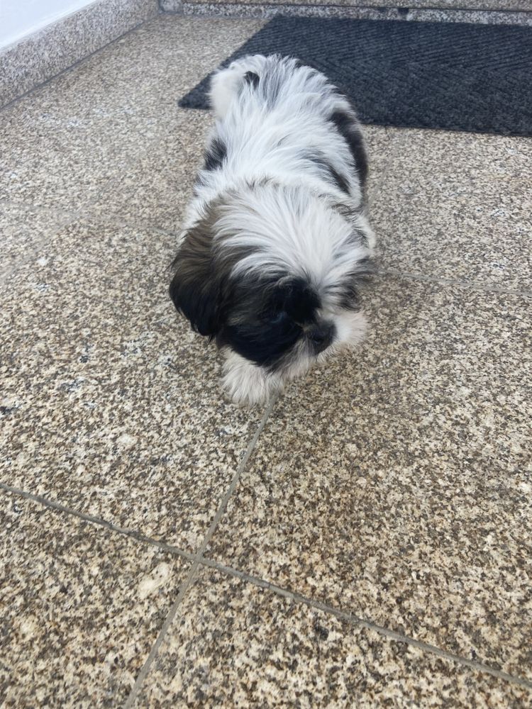 Shih-tzu lindo menino