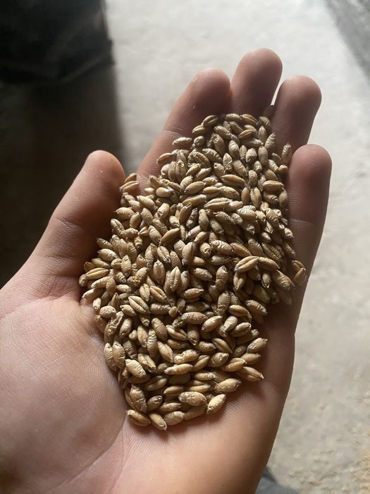 Pszenżyto odmiana tadeus oczyszczone