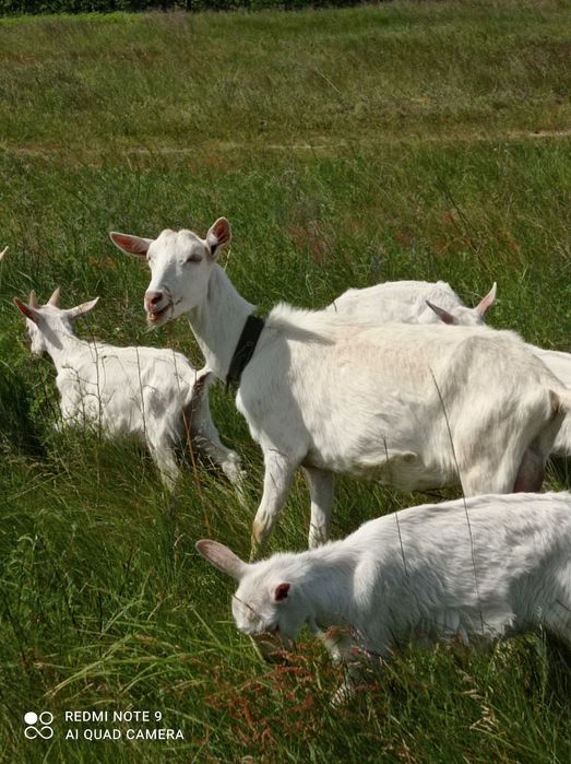 Коза, кізочка зааненка