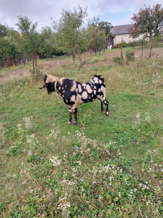 В'язка цап англо-нубійський запрошує в гості