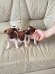 Jack Russell Terrier piesek tel.-5.7.5.3.0.2.0.3.9.