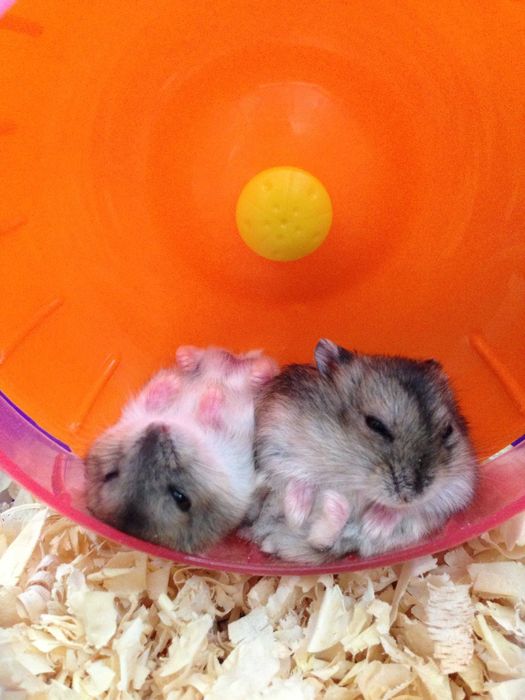 Джунгарские хомячата, хомячки, хомяки, хомяк, карликовые, джунгарики