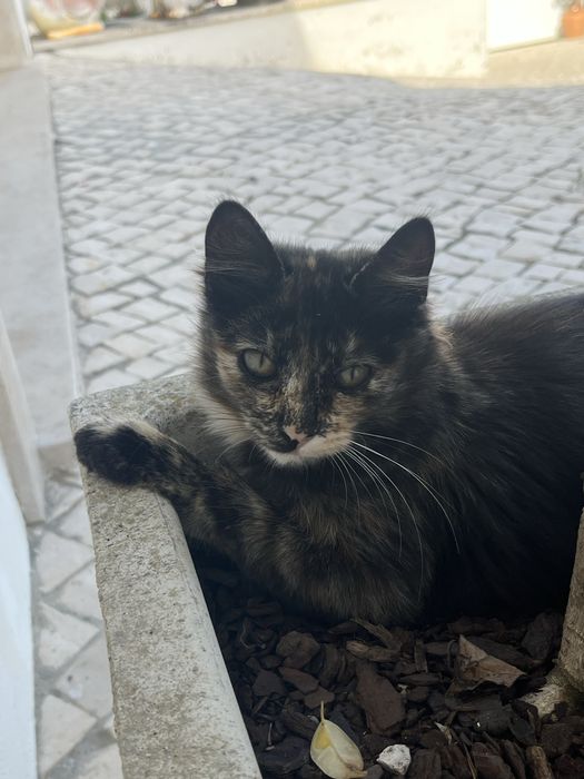 Gatas para adocão