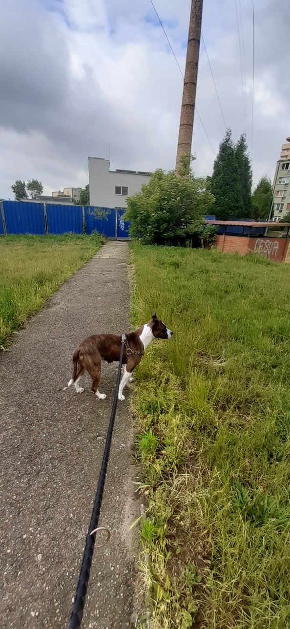 Wyprowadzanie psów, domowa opieka, Dogsitter,  Kocia opiekunka