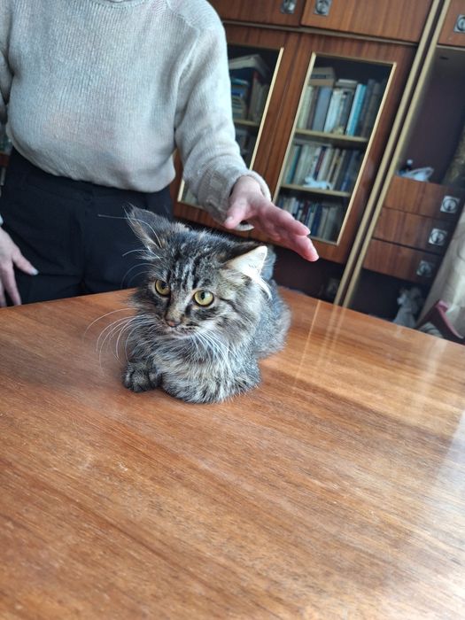 Маленька довгошерстна дівчинка 3,5 міс