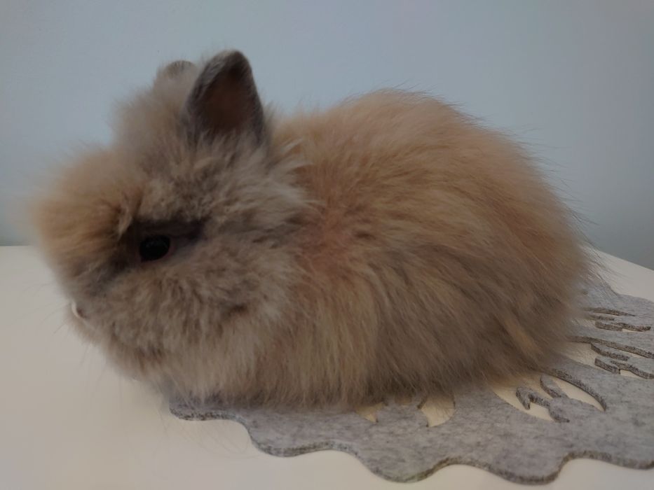 Króliki Karzełki Teddy