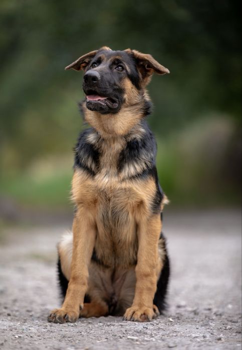 Щенки немецкой овчарки