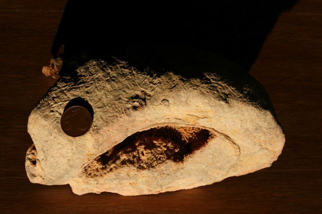 Fóssil – Amonite do Cabo Mondego (inclui envio)