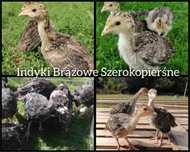 ‼️ Indyki brązowe szerokopierśne ‼️